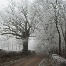 Frosty lane
